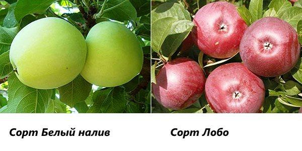 Фото любимых сортов яблонь с названием и описанием