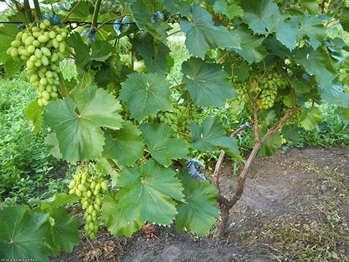 Ухоженный куст винограда с созревающими гроздями