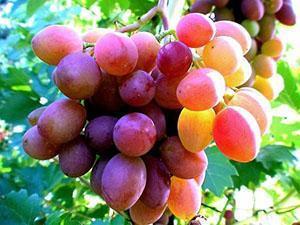 Урожай винограда в средней полосе России