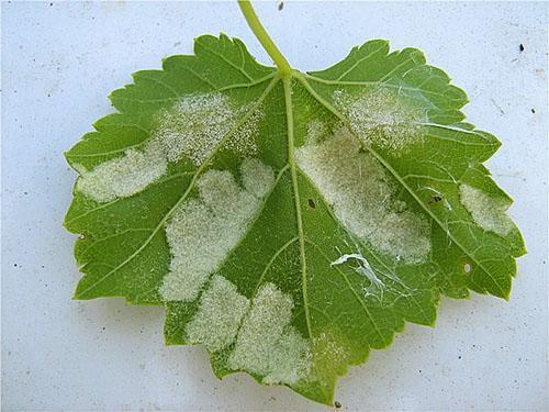 Виноградный лист пораженный мильдью