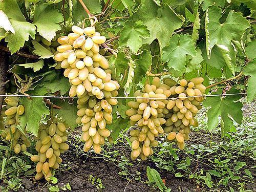 Выращивание винограда первый год посадка уход
