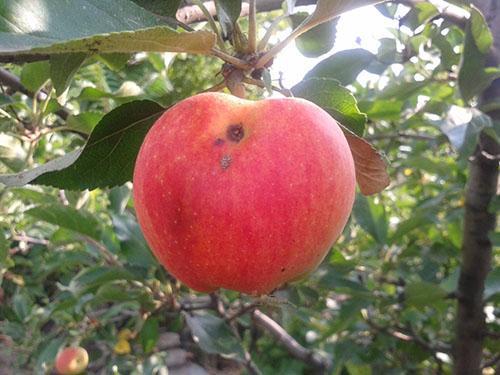 Яблоко поврежденное плодожеркой