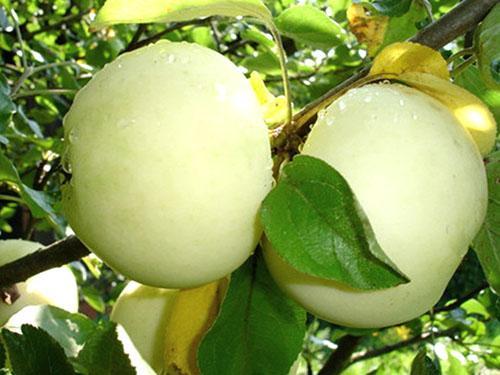 Яблоки сорта Белый налив