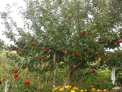 Яблоня на садовом участке