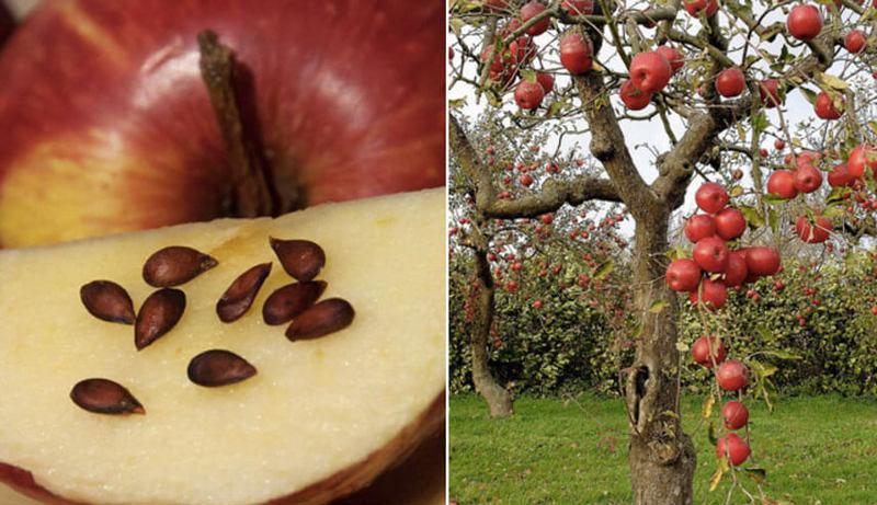 Как вырастить яблоню из семечка: тонкости и секреты агротехнического процесса