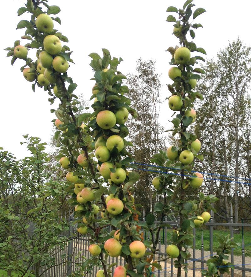 Ранние сорта яблонь для средней полосы россии с фото и описанием