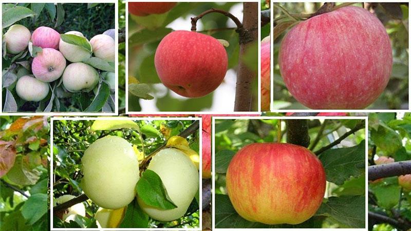 ранние скороплодные сорта яблок
