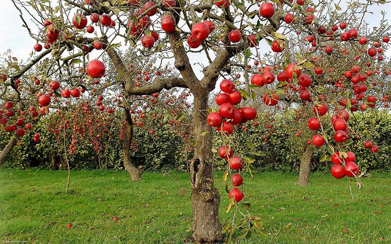 сорта яблок красных