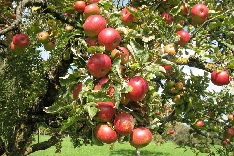 сорта яблок осеннего созревания