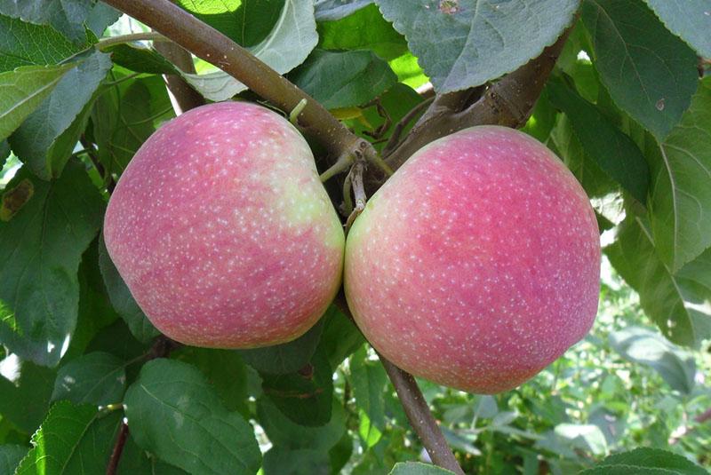 яблоня мельба описание плодов