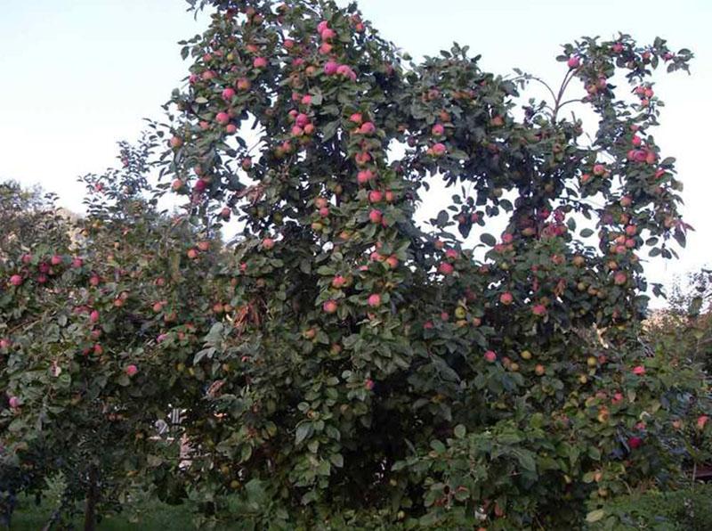 урожайность яблони сорта мельба