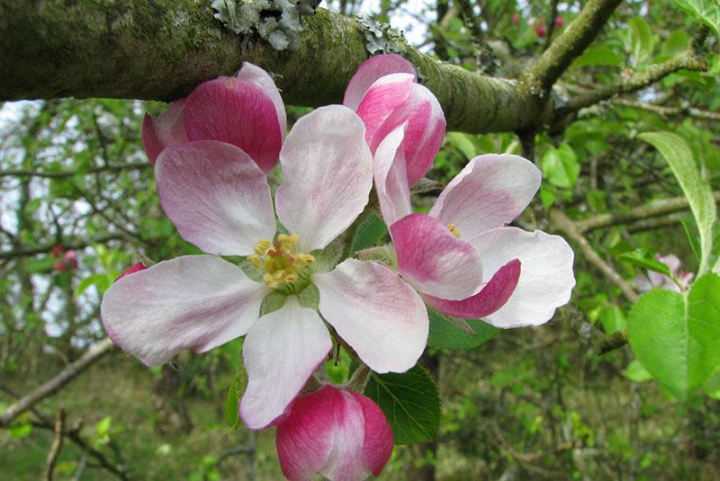 цветет яблоня мельба