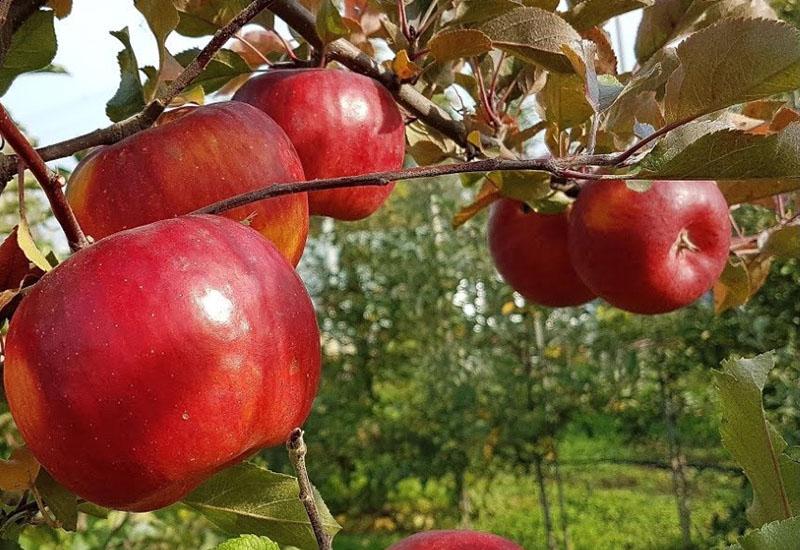 зимние сорта яблок со средними сроками созревания