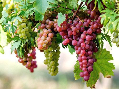 Десертный виноград раннего срока созревания