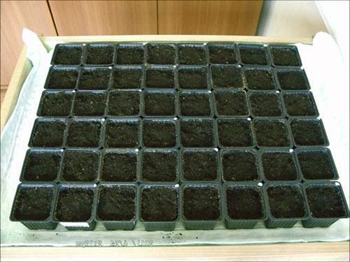 Кассеты с почвой для посадки редиса в теплице