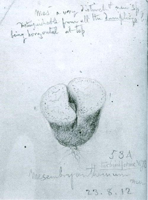 Первое изображение литопса ботаником