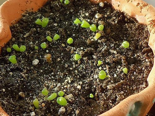 Прорастают семена литопса