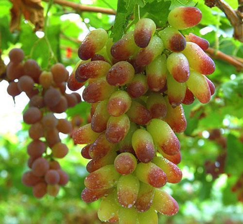 Столовый виноград длительного срока хранения