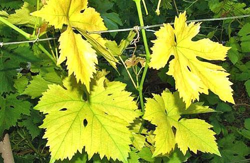Светло-зеленый цвет листьев винограда, лечение заболеваний, уход в июне +видео