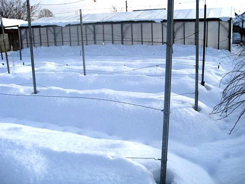 Участок винограда под снегом