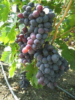 Лучшие сорта винограда для рынка: посадка и уход