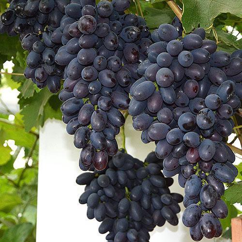 Лучшие сорта рыночного винограда: посадка и уход