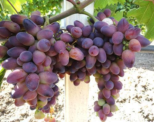 Лучшие сорта рыночного винограда: посадка и уход