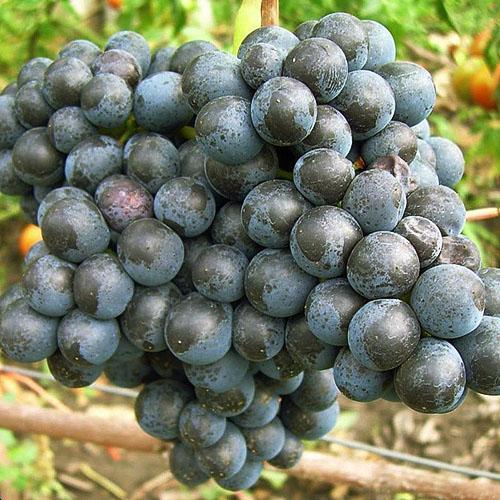 Виноград на Урале - посадка, выращивание, осенняя обрезка, укрытие на зиму,обработка летом + видео