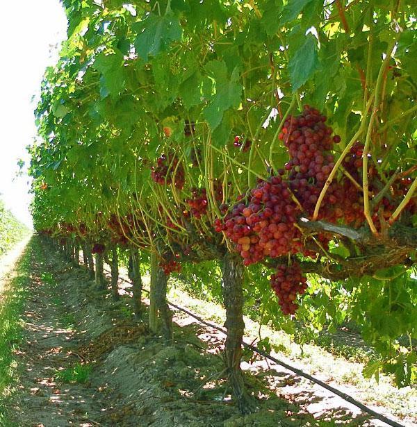 Виноградное поле