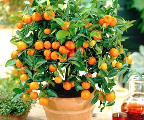 Апельсиновое дерево из косточки