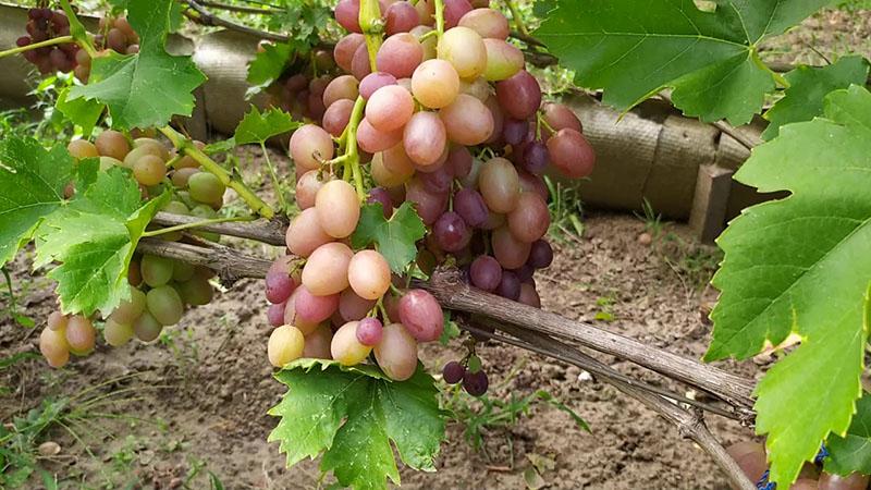 ранне-средние сорта винограда