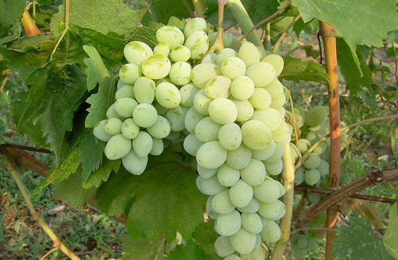 средние сорта винограда