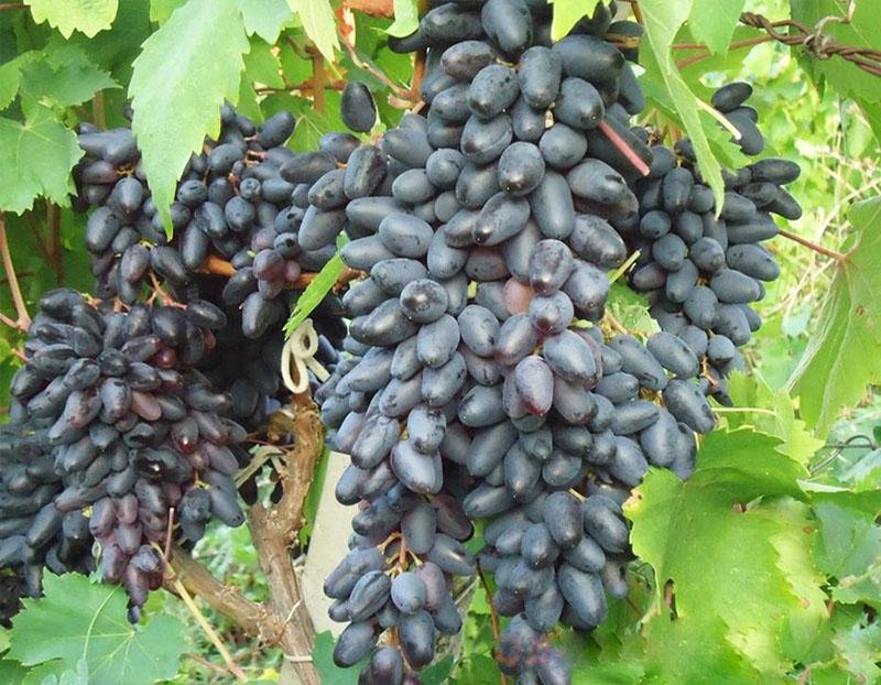 среднепоздние сорта винограда