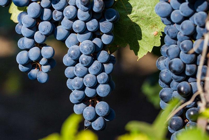 сорта винограда для вина