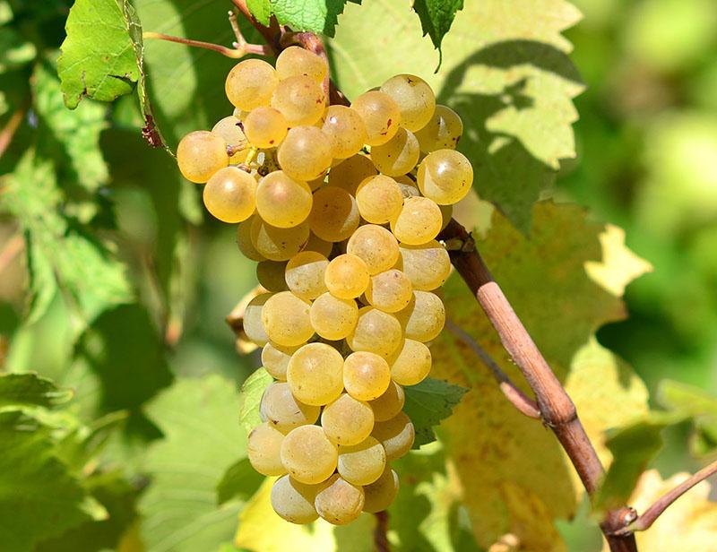 сорта винограда для белого вина