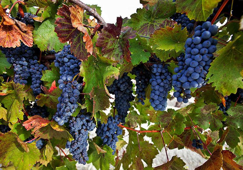 сорта винограда для красного вина