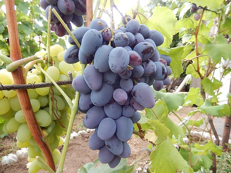 ранние сорта винограда