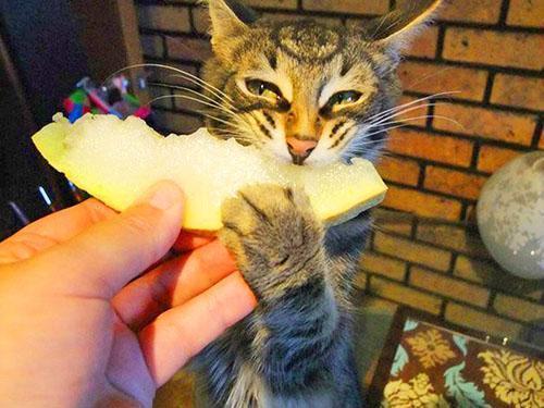 Кот с наслаждением ест дыню
