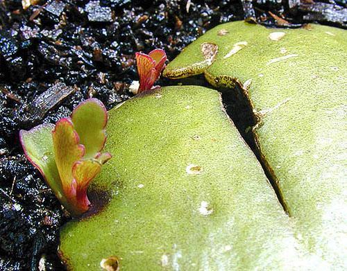 Размножение каланхоэ листовой пластиной