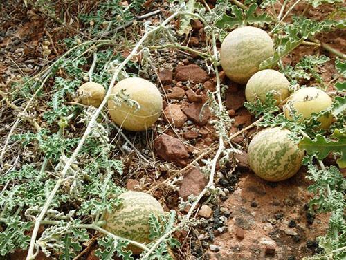 В долинах Ботсваны растут дикие арбузы