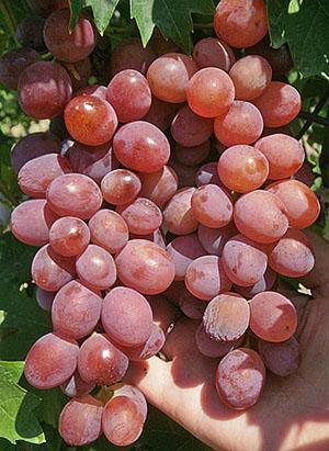 Фото и описание винограда сортов - Виктория, Лидия, Сенатор, Кардинал,Руслан + видео