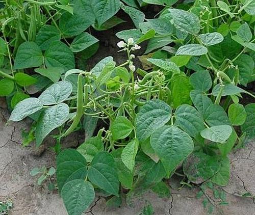 На огородах России выращивать черную фасоль стали недавно