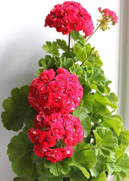 Обильно цветущая пеларгония Rosebud Supreme