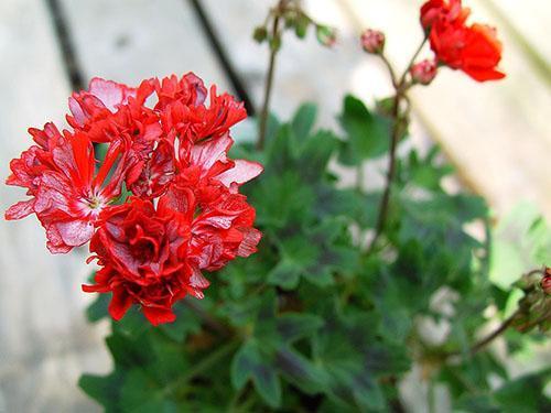 Таира сибирская роза пеларгония фото и описание сорта