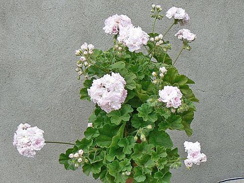 Пышное цветение пеларгонии Millfield Rose