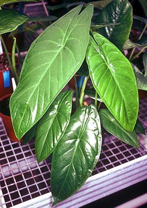 Алоказия acuminata