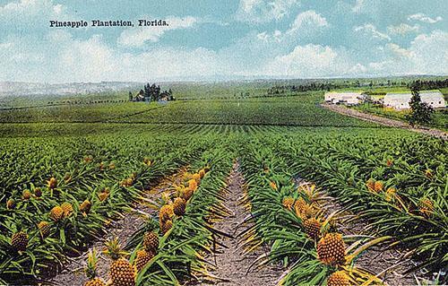 Ананасная плантация Флориды