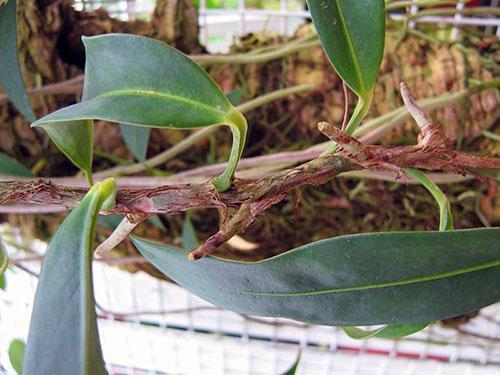 Антуриум лазающий (Anthurium scandens)