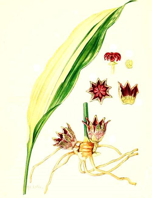 Aspidistra elatior variegata