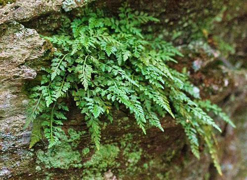 Асплениум монтанум – это небольшой вечнозеленый папоротник